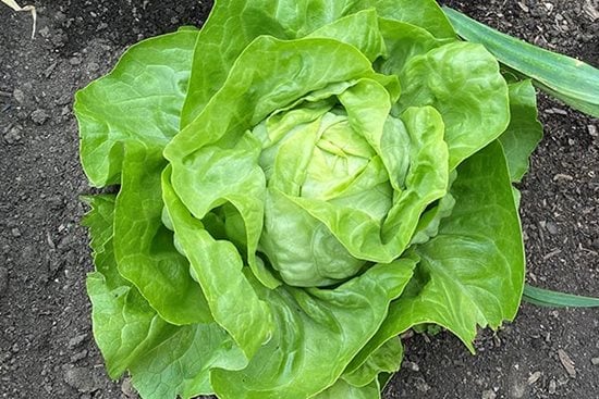How to grow Lettuce | RHS Vegetables