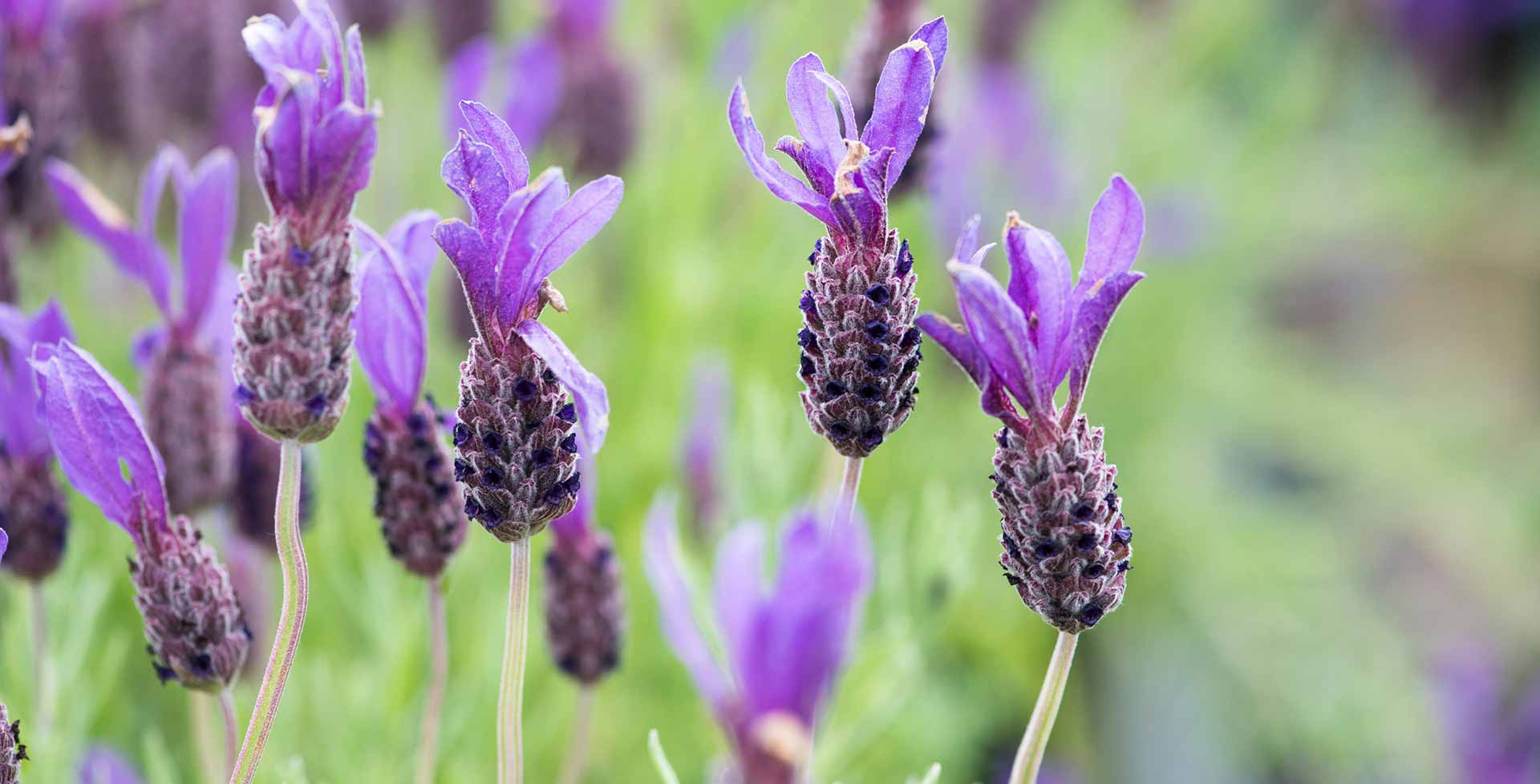 A Guide to Growing French Lavender