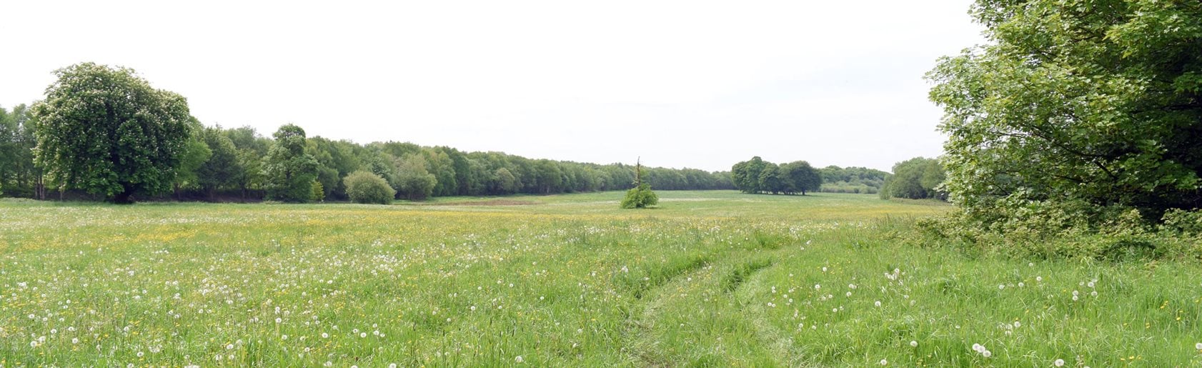 photograph of the garden