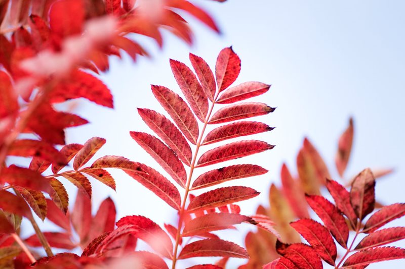 Autumn colour of Sorbus 'Joseph Rock'