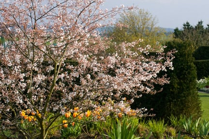 A flowering cherry brings a spring border to life