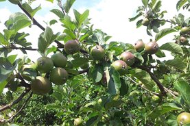 Apple 'Lord Lambourne' pre-thinning