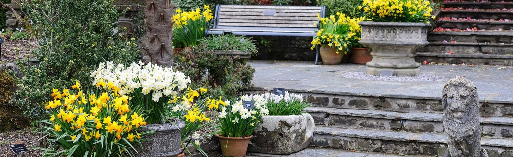 photograph of the garden