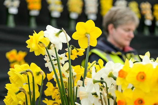 Narcissus on display on the R & A Scamp exhibitor stand