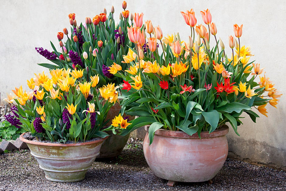 Plant a selection of different bulbs in one pot, to flower either all at the same time or in succession over a longer period