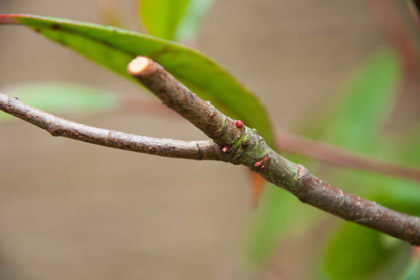 Dormant bud