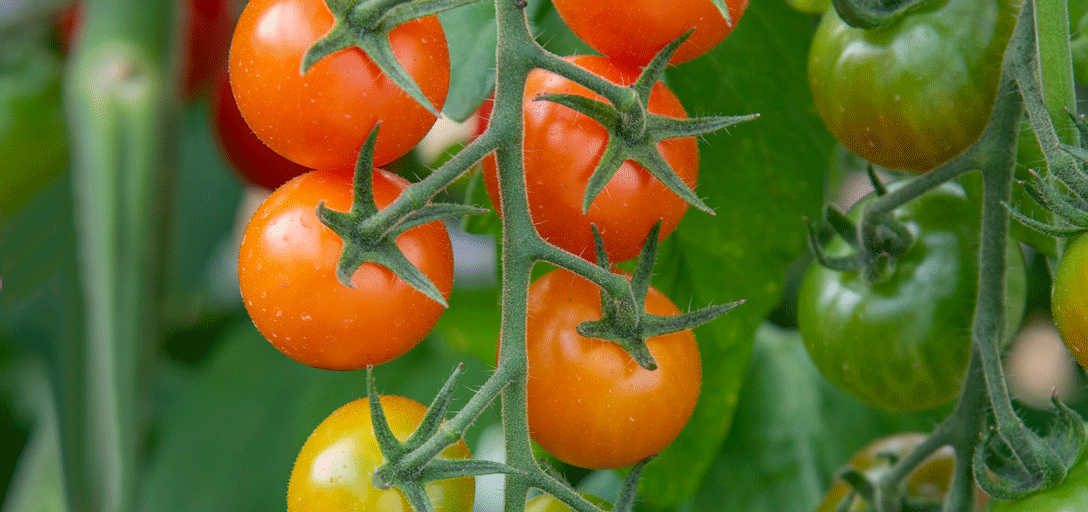 Fast tomatoes – the quickest way to grow your own / RHS