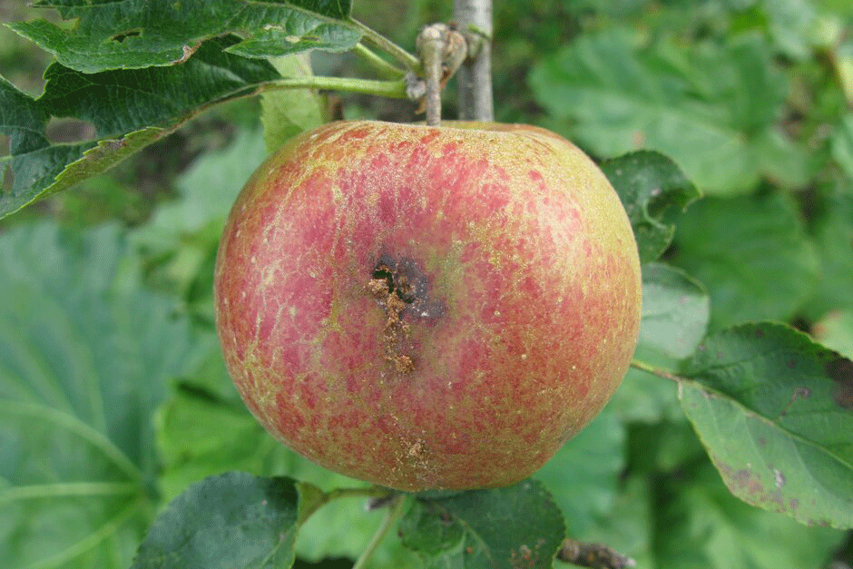 Codling moth damage to an apple (Malus)
