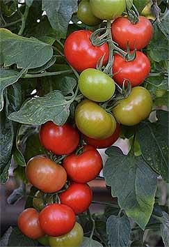'Crimson Crush' is the first 100%25 blight resistant tomato