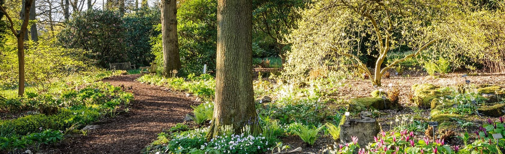 photograph of the garden