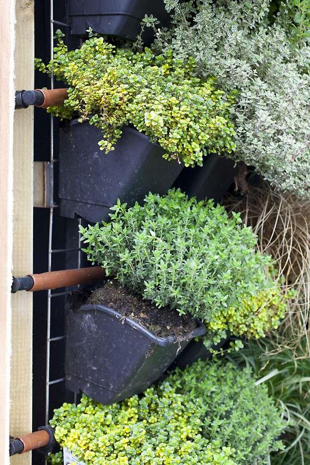 Vertical Vegetable Gardening Rhs - Wall Trough Planting Ideas