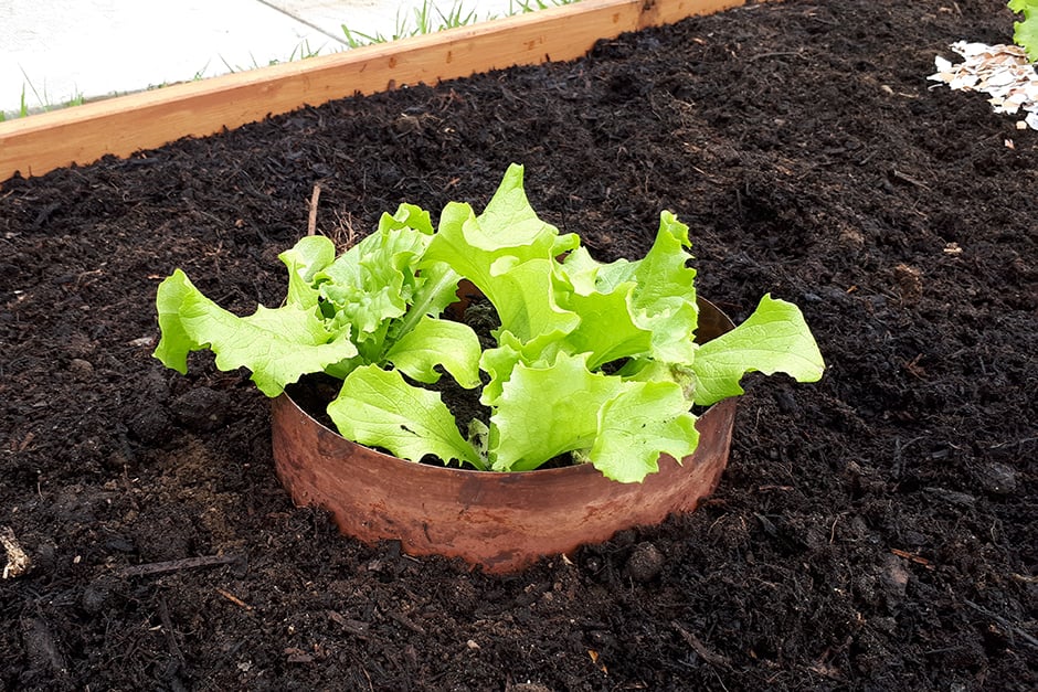 Lettuce surrounded by copper ring