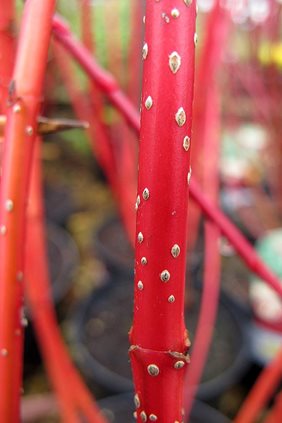 red dogwood stems