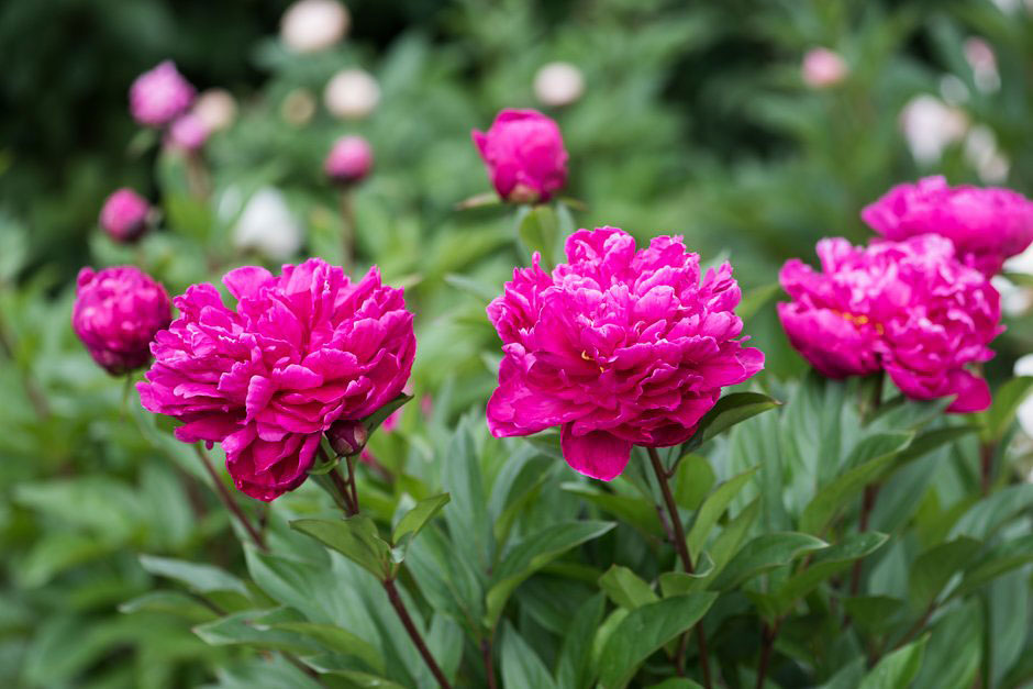 model.mustReadImage.alternativeText