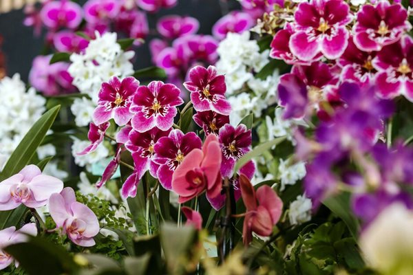 13 &ndash; 15 March 2026<br />RHS Garden Wisley