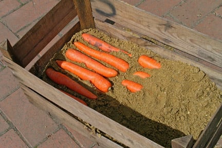 Root vegetables: storing