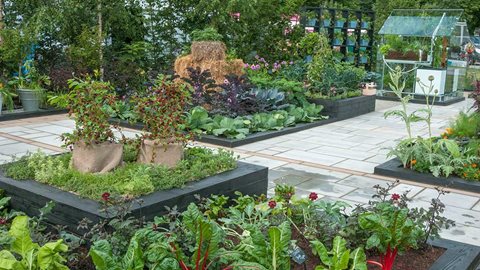 The contemporary wooden planters feature edibles in contrasting colours adding interest and design flair.