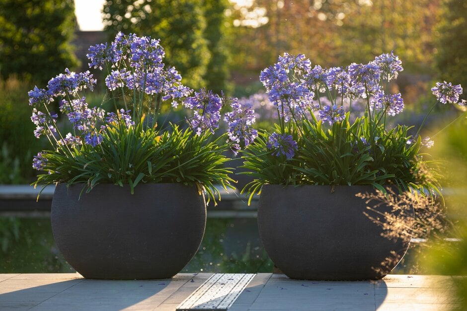 Containers can be moved to prominent positions when plants in them are looking at their best, such as these agapanthus in flower