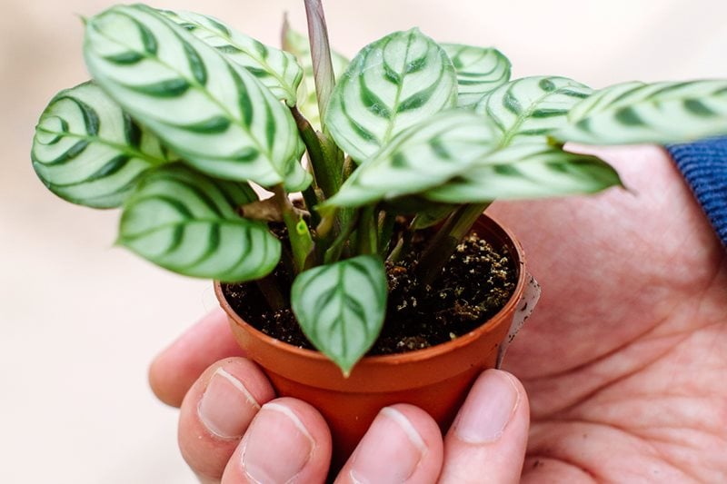 Choose the perfect houseplant for you