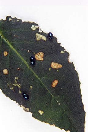 Fuchsia flea beetle