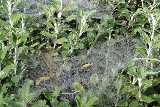 Dew caught on spider webs