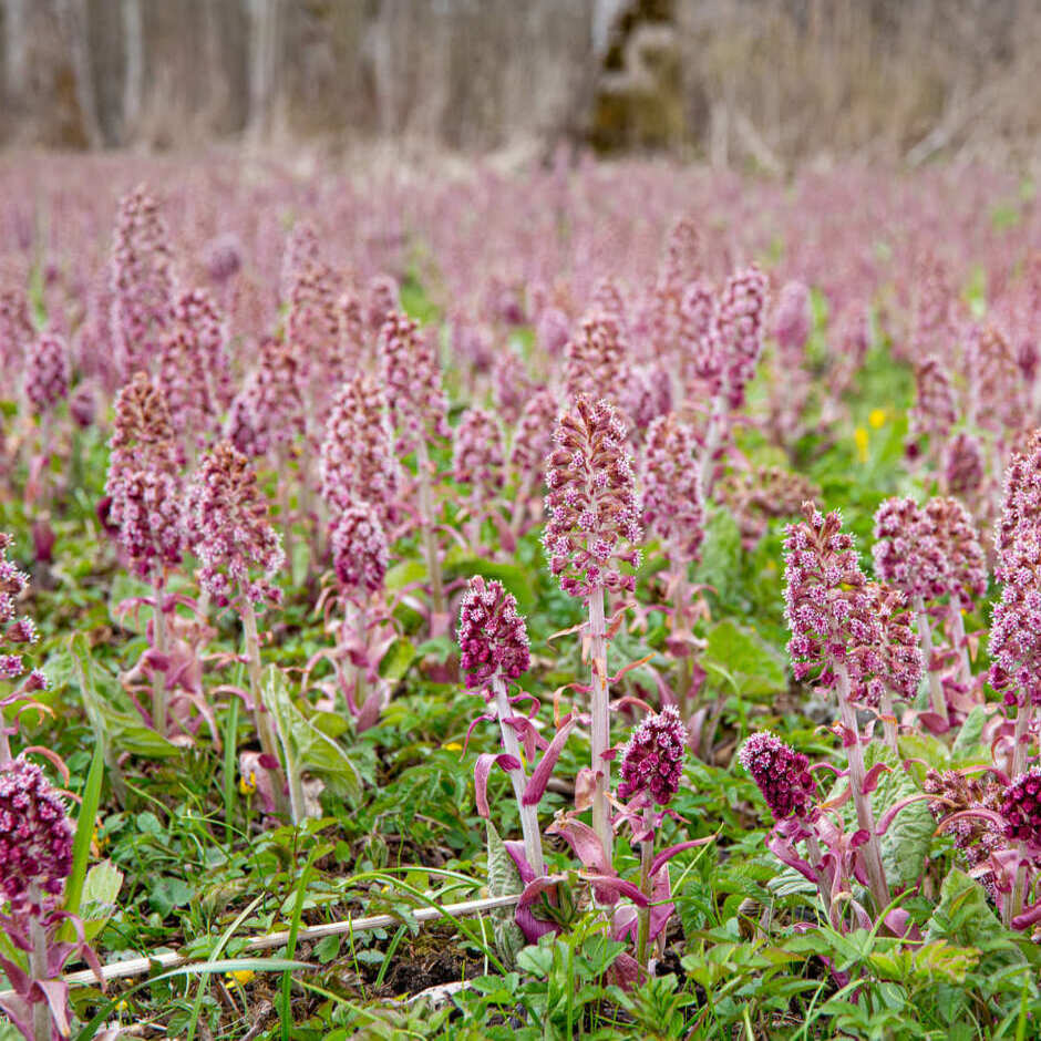 Butterbur and winter heliotrope / RHS