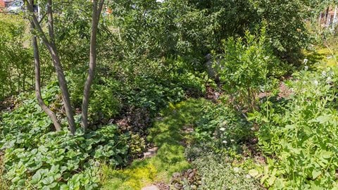 There are no paths here, encouraging people to make their own way around the plot and discover the exciting mix of edibles.