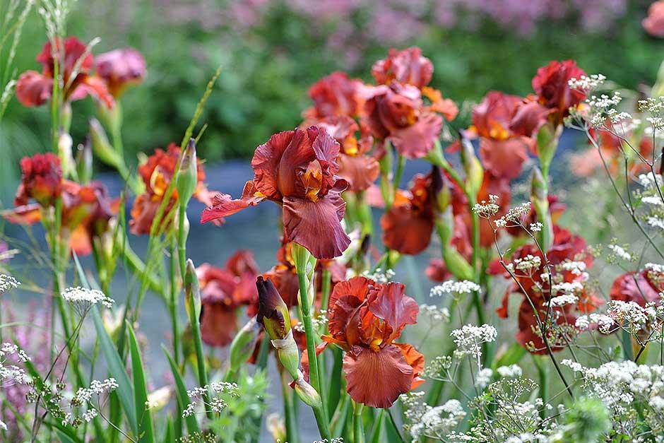 RHS advice & tips on garden & indoor plants Plant finder & selector / RHS Gardening