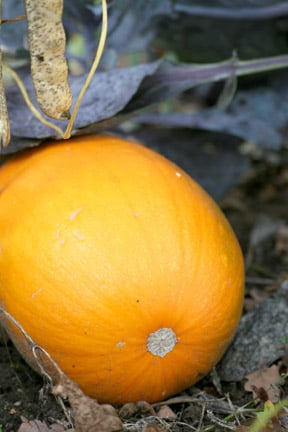 Courgette, marrow, pumpkin and squash problems
