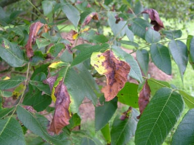 Walnut leaf blotch