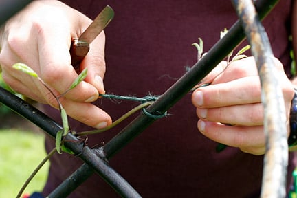 Tying in a climber. Credit:Neil Hepworth/RHS The Garden.