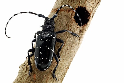 Citrus longhorn beetle adult and exit hole. Fera, ©Crown copyright, 2011 
