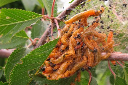Social pear sawfly larvae in web on flowering cherry