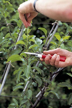 Fan-trained trees: pruning established fans