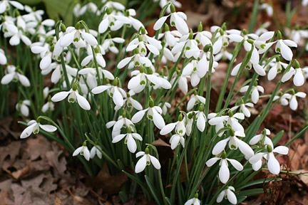 Image result for snowdrops