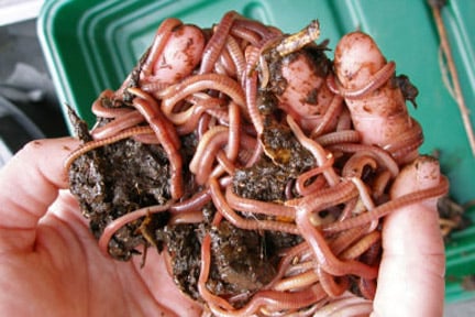 Worm composting / RHS Gardening