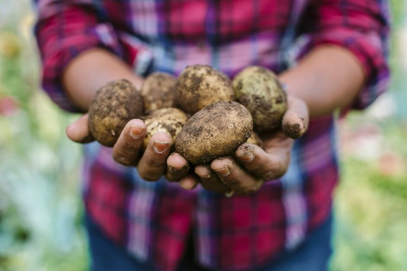 Grow Potatoes in Containers & Bags: 8 Best Secrets!
