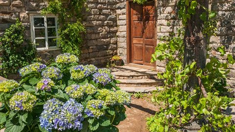 Where north meets south: typically Spanish plants like grapevines grow happily alongside hydrangeas.