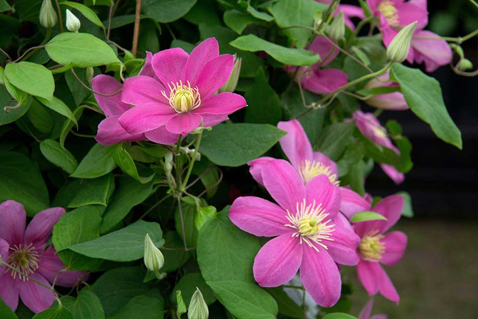 Discover clematis