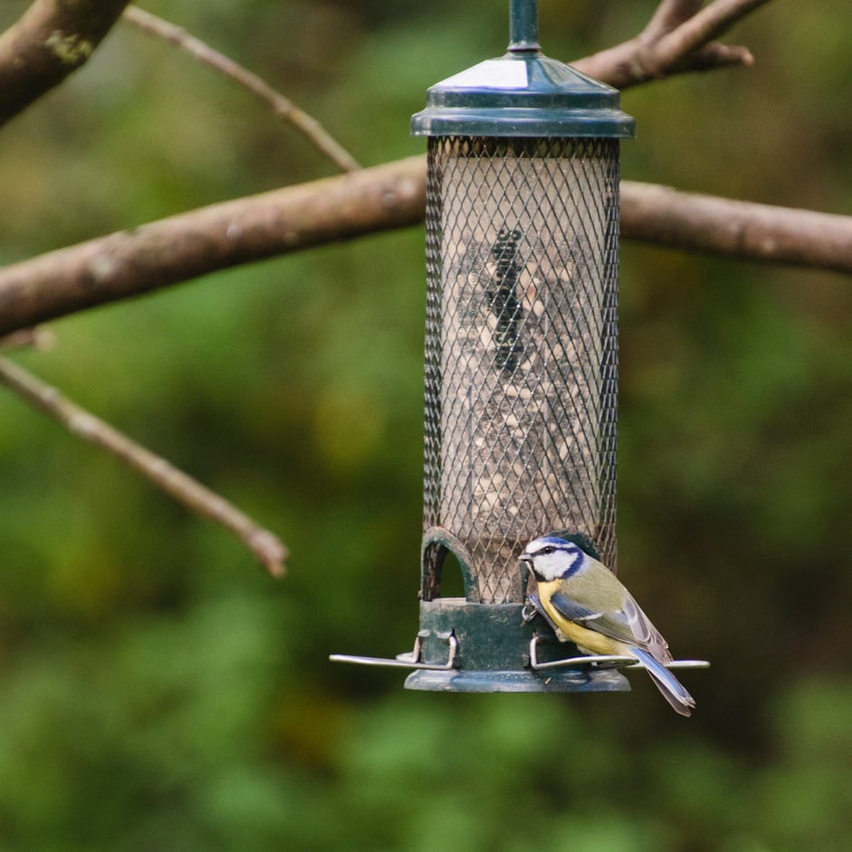 A bird feeder. Credit: RHS/Tim Sandall.