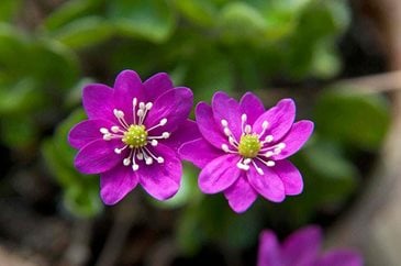 Hepatica nobilis