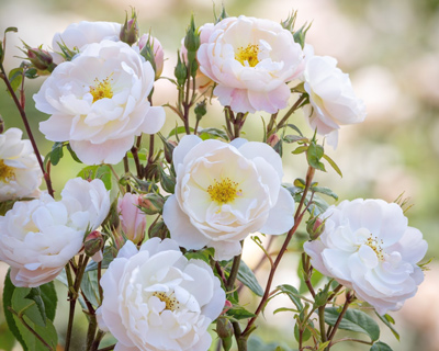 A new rose for Sir David Beckham launched at RHS Chelsea 2026 / RHS