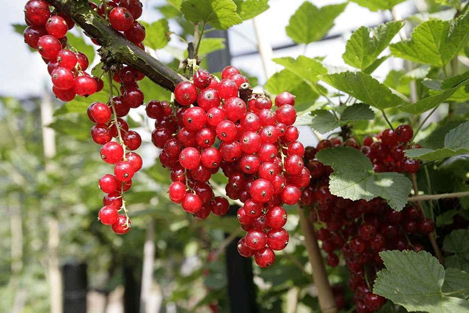 How to grow Redcurrants RHS Fruits