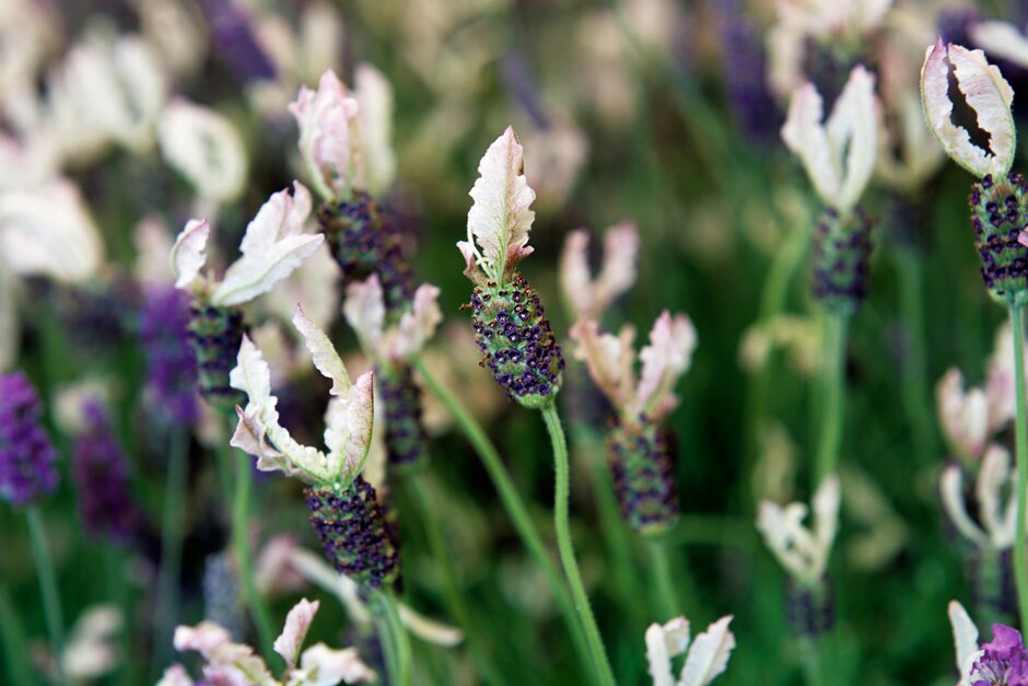 10 award-winning lavenders / RHS Gardening