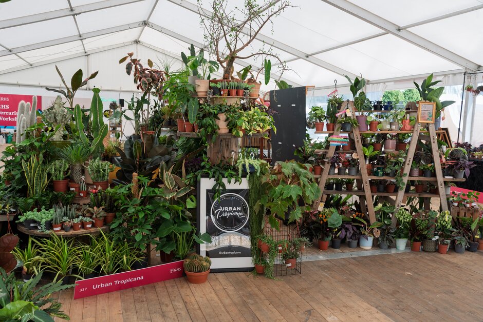 Houseplant Market at RHS Hampton Court 2025