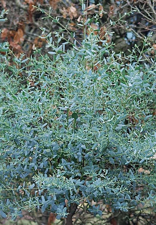 Eucalyptus gunnii France Bleu ('Rengun')