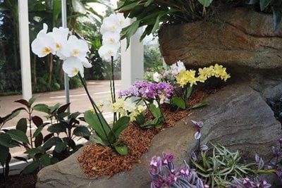 Display of Phalaenopsis trial in The Orchid House at RHS Wisley