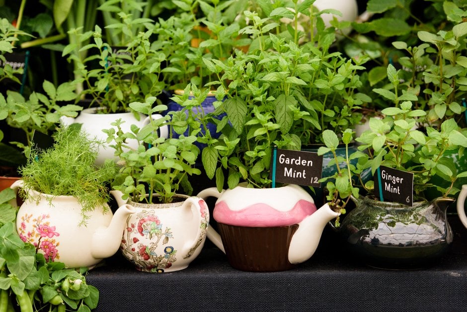 Herbs growing in teapots