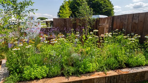 Three multi-stemmed birch trees provide height without dominating the planting of <i>Verbena bonariensis</i>, <i>Eryngium</i> and heleniums