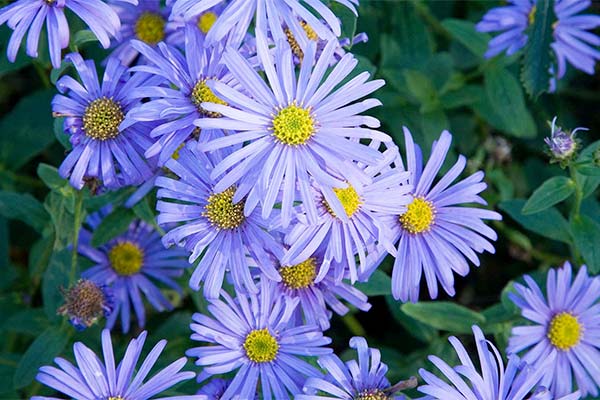 Discover asters